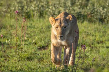 A female lion ( Panthera Leo) walking in the morning light in the savannah, Welgevonden Game Reserve, South Africa.