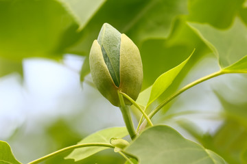 Blüten des Tulpenbaumes, Liriodendron tulipifera