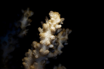 Macro of dead marine coral