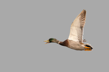 bird in flight joyous mallard