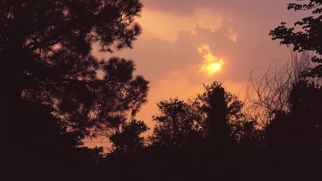 Sun and trees in the forest, time for sunset - 4K