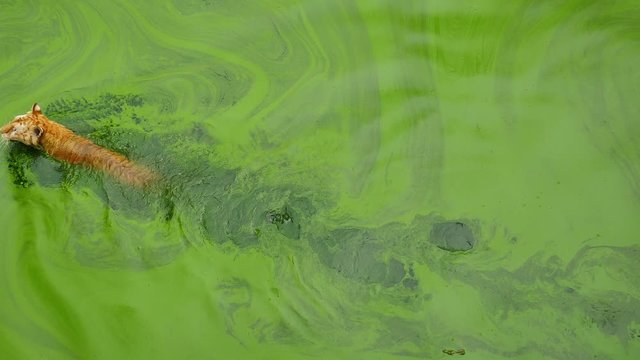 Top view of bengal tiger walking along river with many green duckweed.