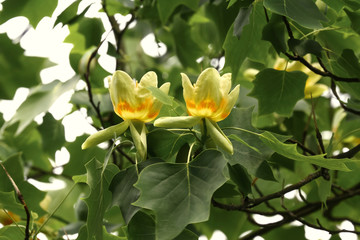 Blüten des Tulpenbaumes, Liriodendron tulipifera