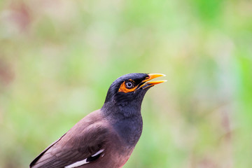 close up of a bird a yellow spot close to the eye, vivid