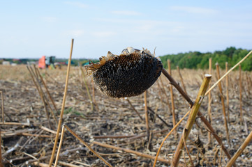 harvesting combine in the autumn field on the background of sunflower