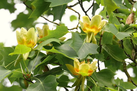 Bl&uuml;ten des Tulpenbaumes, Liriodendron tulipifera