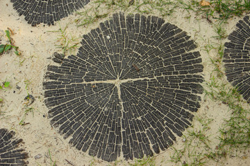 The photo of  close-up wood bark or black cut stub. Background for timber industry.