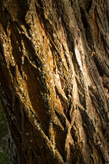 The photo of  close-up wood bark. Background for timber industry.