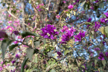 Obraz premium purple flowers in the garden
