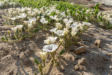 white florews in the forest