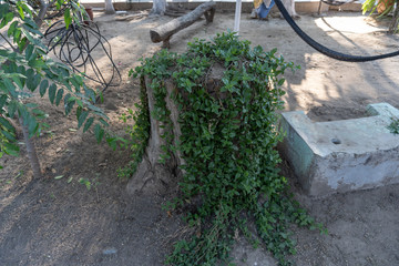 plants growing in a cutted tree