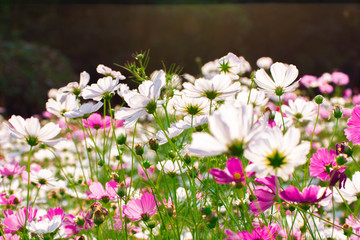 many bright flowers of different colors in daylight, beautiful flowers background