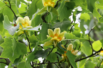 Blüten des Tulpenbaumes, Liriodendron tulipifera