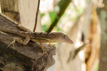 Brown Anole On The Edge Of Wooden Surface