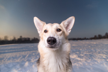 Portrait of mixed breed dog at walk in winter