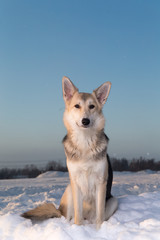 Cute mongrel dog sitting on snow and looking at camera