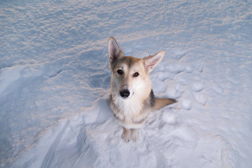 Cute mongrel dog sitting on snow and looking at camera