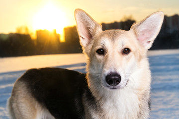 Portrait of mixed breed dog at walk in winter