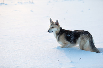 View at the dog standing in a snowdrift