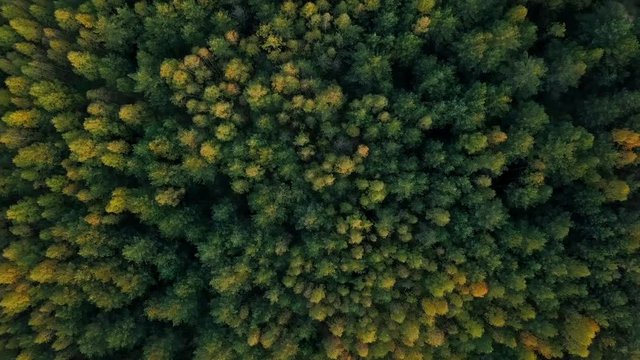 Early autumn in forest aerial top view. Mixed forest, green conifers, deciduous trees with yellow leaves. Fall colors countryside woodland. Drone flies above colorful texture in nature