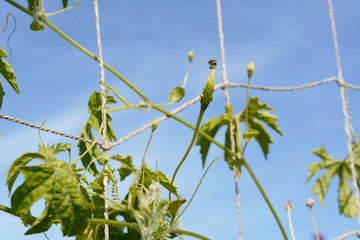 Small bitter melon starting to develop on a vine