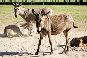 donkey farm donkey breeding
