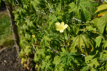 Single male flower on a bitter melon vine