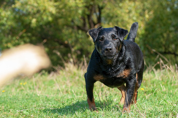 wet hunting Terrier playing with a stick in the water