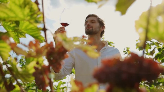 Attractive young man drinking pinot noir tasting wine at grapes harvest vines outdoor. Portrait of cheerful sommelier enjoying wine at his own plantation.