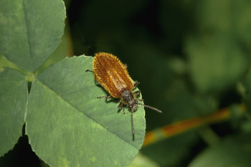 Nahaufnahme eines Wollkäfers,  Lagria hirta