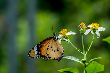 Close up view of a brown black white butterfly is pollinating yellow flowers