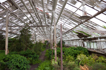 Fototapeta na wymiar Growing the plants in the greenhouse