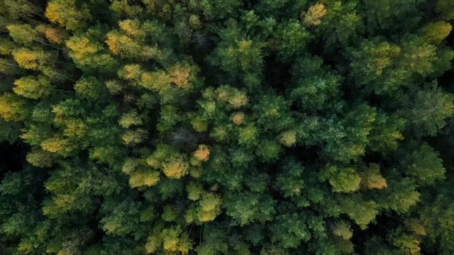 Early autumn in forest aerial top view. Mixed forest, green conifers, deciduous trees with yellow leaves. Fall colors countryside woodland. Drone zoom out spins above colorful texture in nature