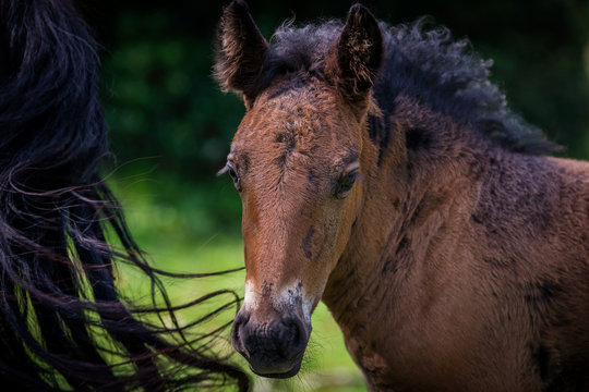 Portrait of a Young foal, Urkiola Natural Park, Durango Vizcaya, Basque Country, Spain