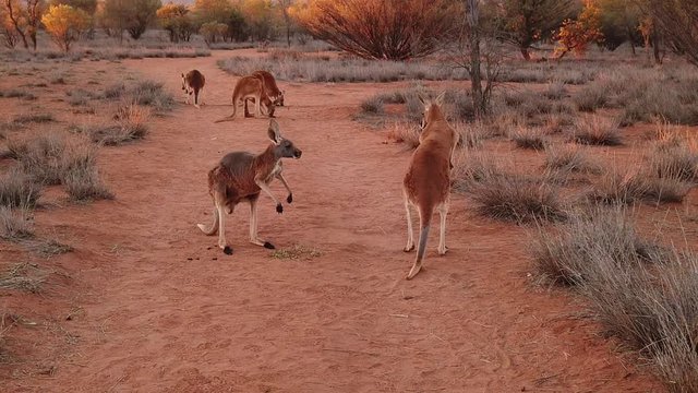 SLOW MOTION of red kangaroos fighting for food on red sand of outback central Australia wilderness. Australian Marsupial in Northern Territory, Red Centre. Desert landscape at sunset. Macropus rufus