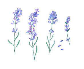 watercolor set with lavender is good for fine art wedding invitations, postcards, table cards and other decor