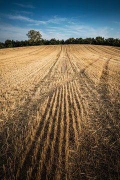 Wheat field after summer harvest, Vitoria, Alava, Basque Country, Spain