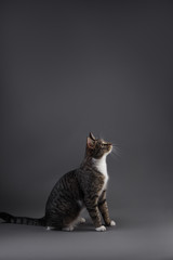 Portrait of Little gray kitten on grey background in studio