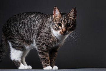 Portrait of Little gray kitten on grey background in studio