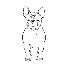 Cute French bulldog. Vector illustration. Dog breed French bulldog stands frontally isolated on a white background.