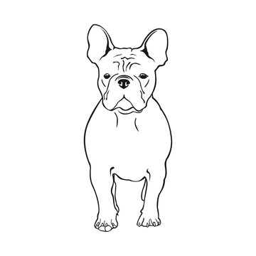 Cute French bulldog. Vector illustration. Dog breed French bulldog stands frontally isolated on a white background.