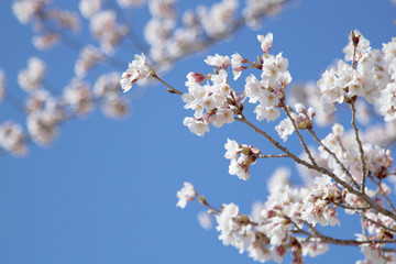 Cherry blossom sakura japan spring flower