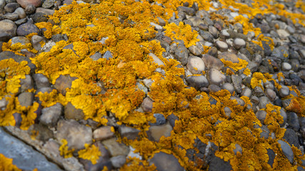 Yellow moss on stones mushroom