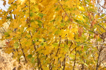 autumn leaves on tree