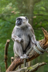 Hanuman langurs thinks an is sitting on a branch