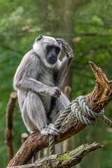 Hanuman langurs is scratches his head