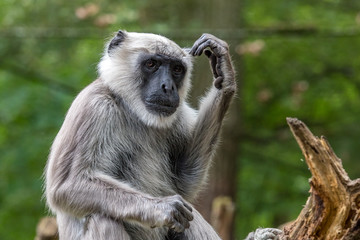 Hanuman langurs thinks and scratches his head