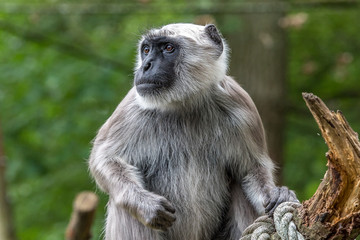 You can recognize Hanuman langurs immediately by face