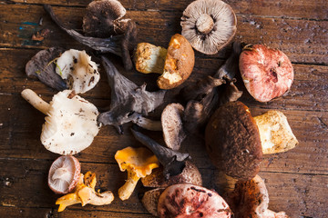 Mix of mushrooms picked up in the forest on wooden table