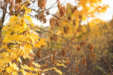 autumn leaves on tree